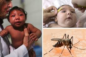 Ảnh 4 của Virus Zika